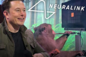 La scimma di Elon Musk per il progetto Neuralink
